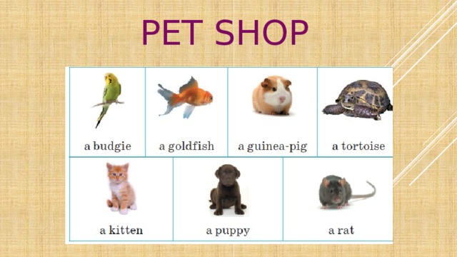Pet shop 