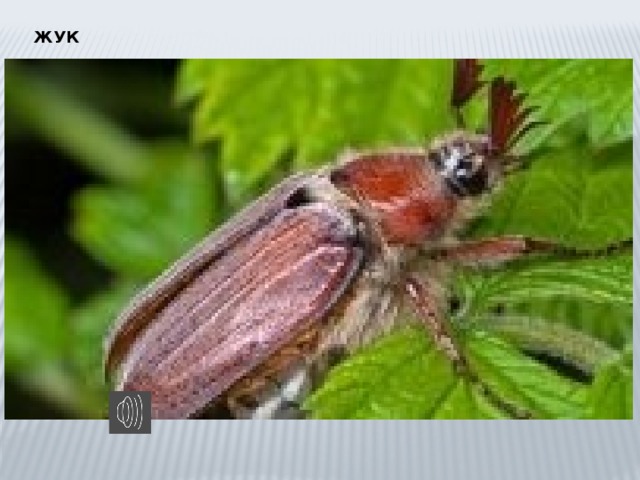 ЖУК 