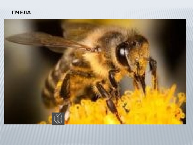 ПЧЕЛА 