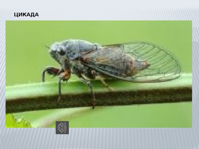 ЦИКАДА 