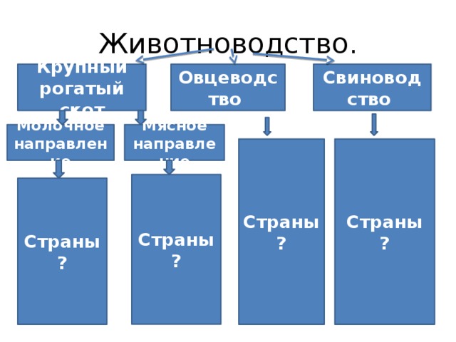 Животноводство. Свиноводство Овцеводство Крупный рогатый скот Мясное направление Молочное направление Страны Страны ? ? Страны ? Страны ? 