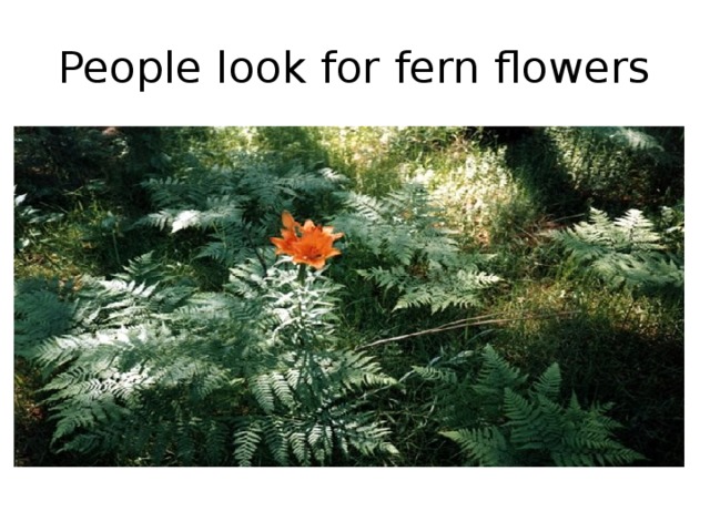 People look for fern flowers 
