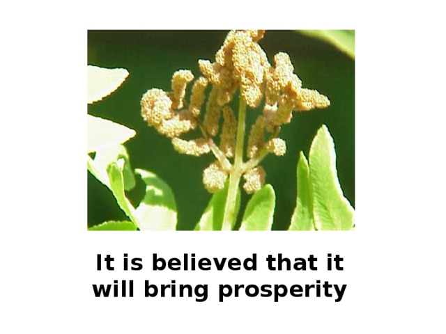 It is believed that it will bring prosperity 