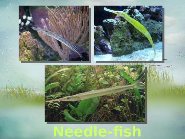  Needle-fish 