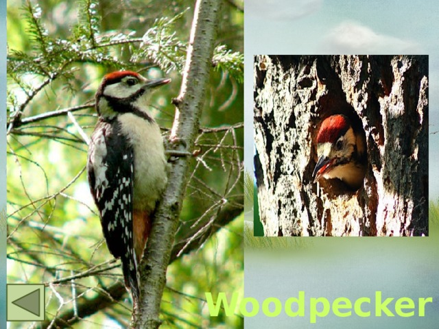  Woodpecker 