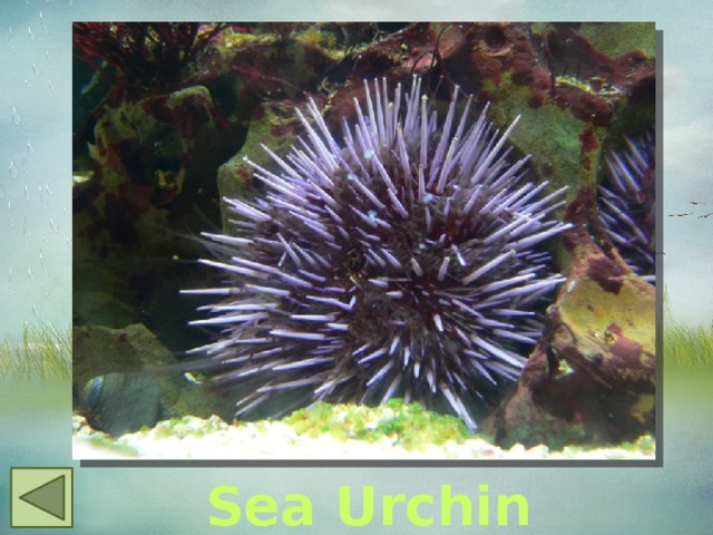  Sea Urchin 