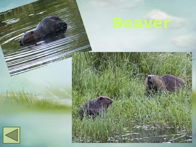  Beaver 