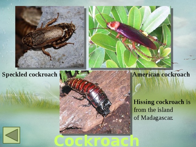 Speckled cockroach American cockroach Hissing cockroach is  from the island of Madagascar.  Cockroach 