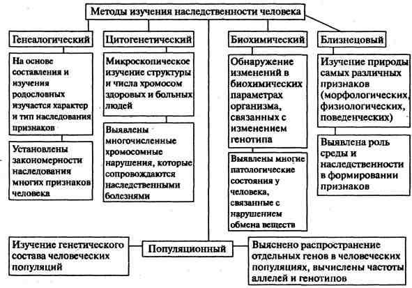 Методы изучения наследственности человека презентация 10 класс