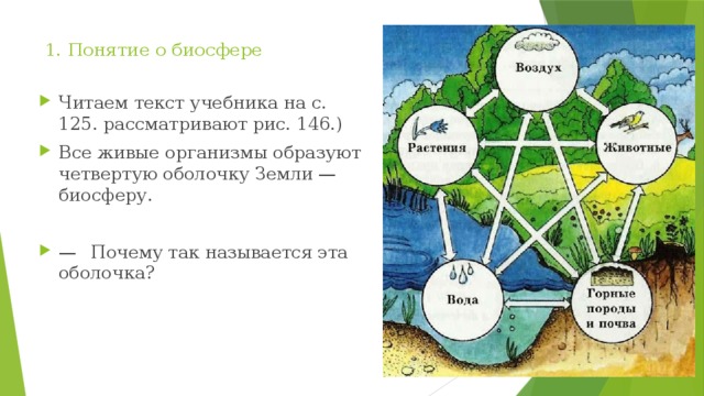 1. Понятие о биосфере   Читаем текст учебника на с. 125. рассматривают рис. 146.) Все живые организмы образуют четвертую оболочку Земли — биосферу. —   Почему так называется эта оболочка? 