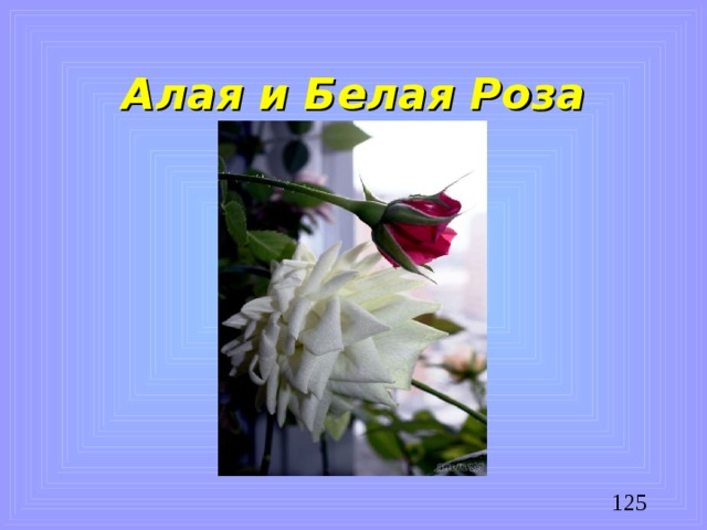 Алая и Белая Роза