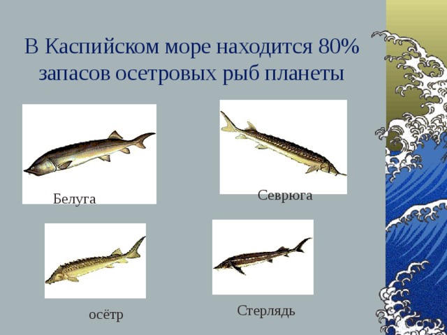 В Каспийском море находится 80% запасов осетровых рыб планеты Севрюга Белуга Стерлядь осётр 