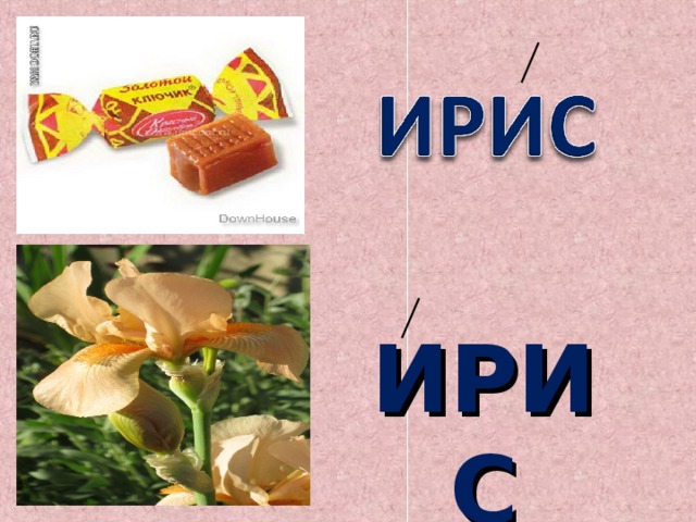 ИРИС 