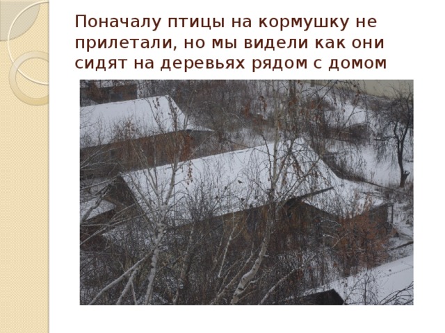 Поначалу птицы на кормушку не прилетали, но мы видели как они сидят на деревьях рядом с домом 