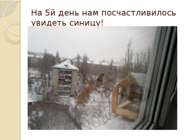 На 5й день нам посчастливилось увидеть синицу! 
