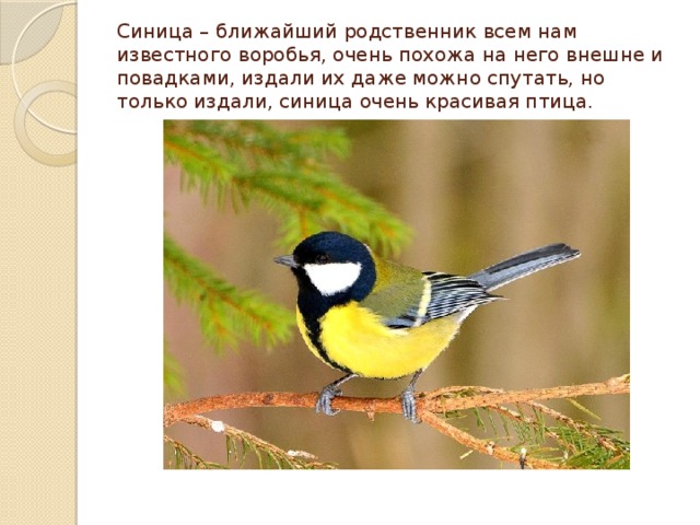 Синица – ближайший родственник всем нам известного воробья, очень похожа на него внешне и повадками, издали их даже можно спутать, но только издали, синица очень красивая птица. 