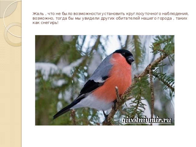  Жаль , что не было возможности установить круглосуточного наблюдения, возможно, тогда бы мы увидели других обитателей нашего города , таких как снегирь!   
