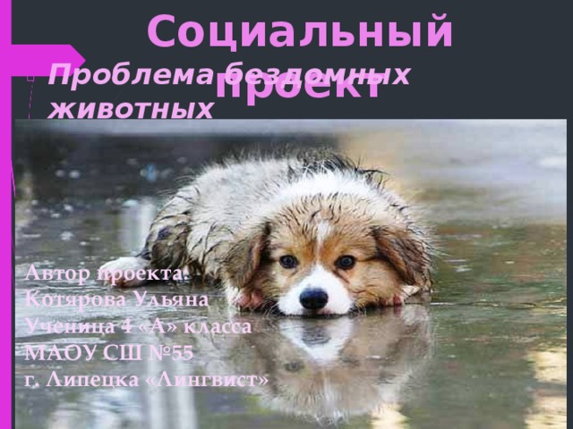 Социальный проект Проблема бездомных животных Автор проекта: Котярова Ульяна Ученица 4 «А» класса МАОУ СШ №55 г. Липецка «Лингвист» 