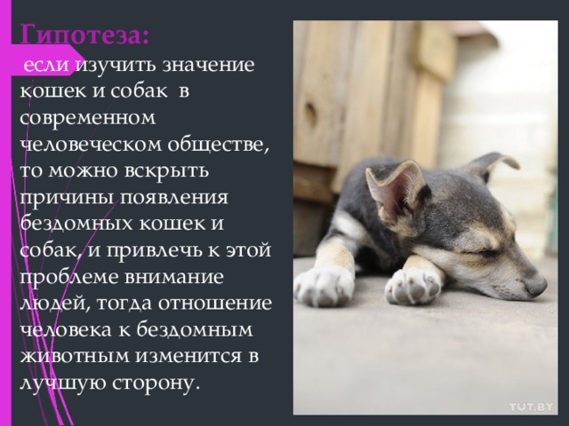Гипотеза:   если изучить значение кошек и собак в современном человеческом обществе, то можно вскрыть причины появления бездомных кошек и собак, и привлечь к этой проблеме внимание людей, тогда отношение человека к бездомным животным изменится в лучшую сторону. 