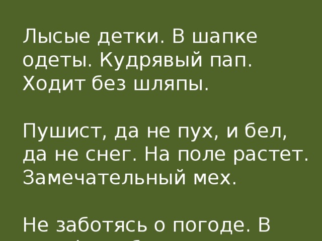 Лысые детки. В шапке одеты. Кудрявый пап. Ходит без шляпы. Пушист, да не пух, и бел, да не снег. На поле растет. Замечательный мех. Не заботясь о погоде. В сарафане белом ходит. 