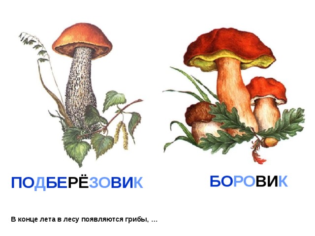 БО РО ВИ К ПО Д БЕ РЁ ЗО ВИ К В конце лета в лесу появляются грибы, … 