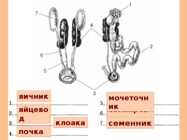 яичник мочеточник яйцевод семяпровод клоака семенник почка 