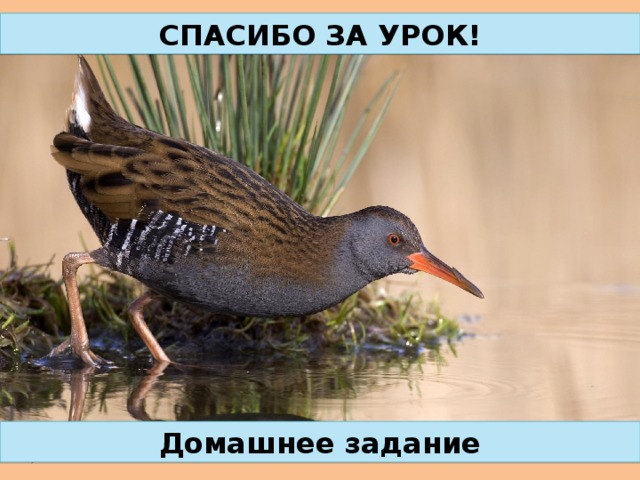 СПАСИБО ЗА УРОК! Домашнее задание 