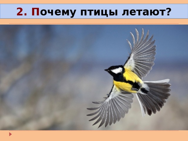 2. П очему птицы летают? 