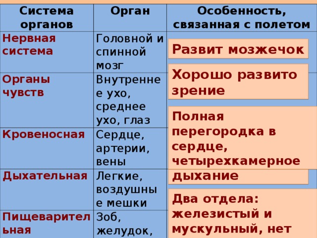 Система органов Нервная система Орган Органы чувств Особенность, связанная с полетом Головной и спинной мозг Внутреннее ухо, среднее ухо, глаз Кровеносная Дыхательная  Сердце, артерии, вены Легкие, воздушные мешки Пищеварительная Зоб, желудок, кишечник Развит мозжечок Хорошо развито зрение Полная перегородка в сердце, четырехкамерное Двойное дыхание Два отдела: железистый и мускульный, нет зубов 