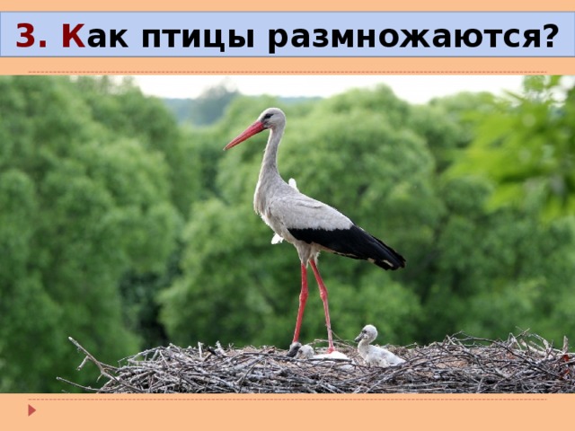 3. К ак птицы размножаются? 