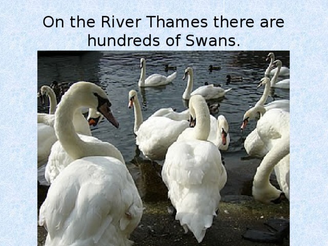 On the River Thames there are hundreds of Swans. 