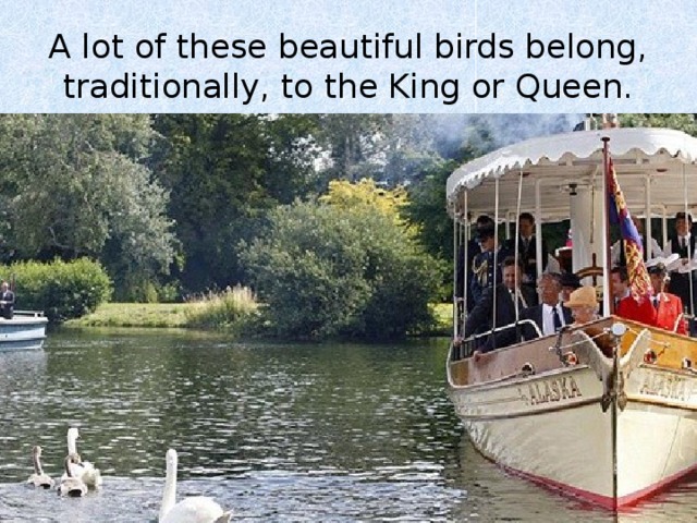 A lot of these beautiful birds belong, traditionally, to the King or Queen. 