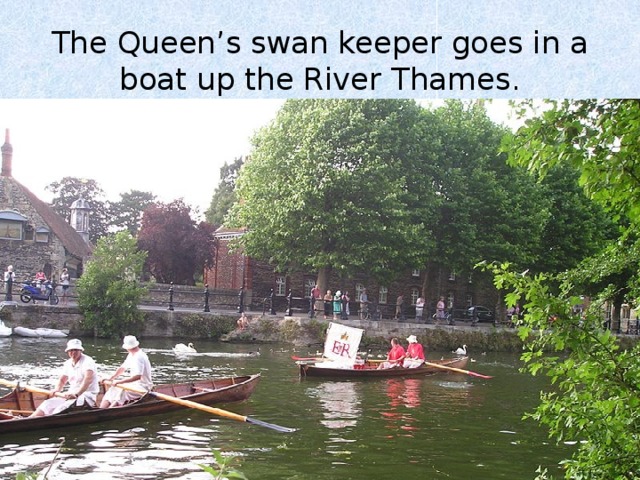 The Queen’s swan keeper goes in a boat up the River Thames. 