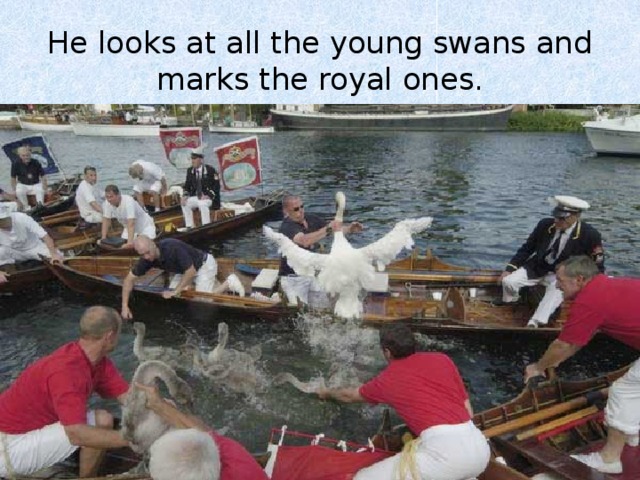 He looks at all the young swans and marks the royal ones. 