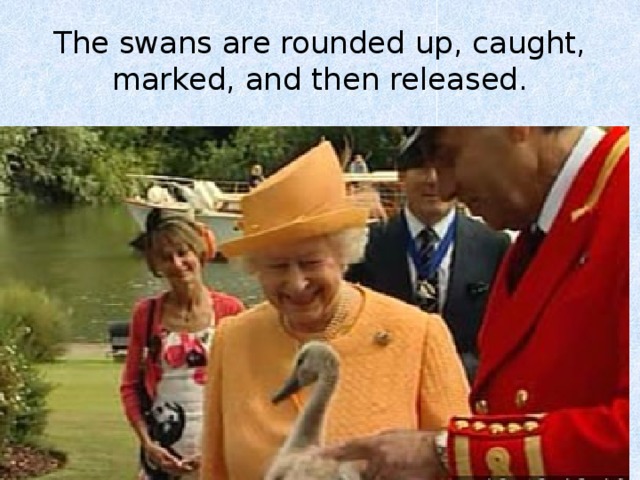 The swans are rounded up, caught, marked, and then released. 