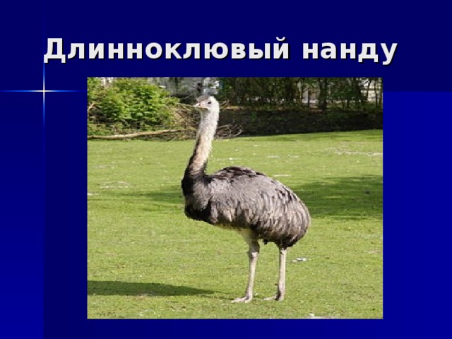 Длинноклювый нанду 