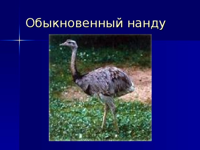 Обыкновенный нанду 