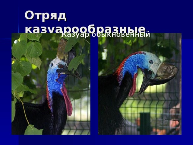 Отряд казуарообразные  Казуар обыкновенный 