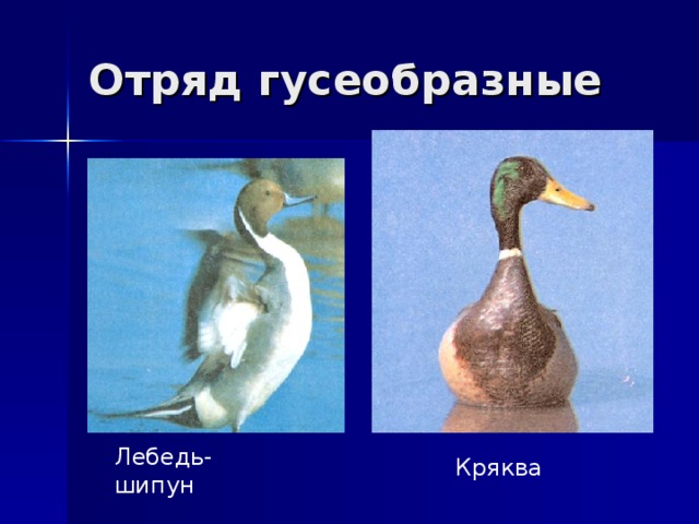 Отряд гусеобразные Лебедь-шипун Кряква 