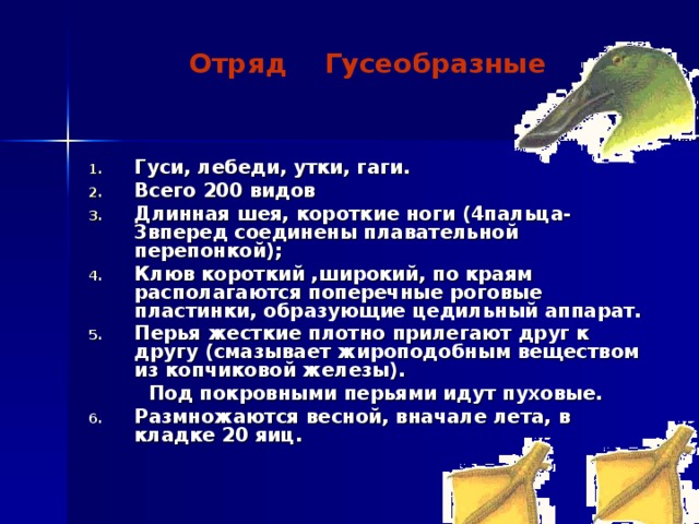  Отряд Гусеобразные Гуси, лебеди, утки, гаги. Всего 200 видов Длинная шея, короткие ноги (4пальца-3вперед соединены плавательной перепонкой); Клюв короткий ,широкий, по краям располагаются поперечные роговые пластинки, образующие цедильный аппарат. Перья жесткие плотно прилегают друг к другу (смазывает жироподобным веществом из копчиковой железы).  Под покровными перьями идут пуховые. Размножаются весной, вначале лета, в кладке 20 яиц.  