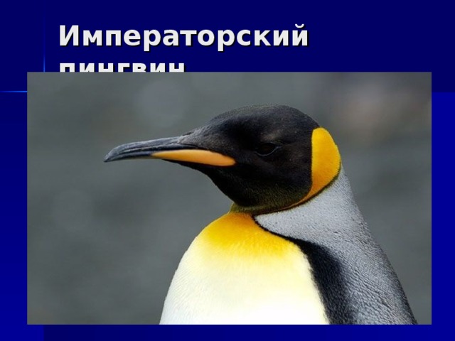 Императорский пингвин 