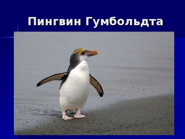  Пингвин Гумбольдта 