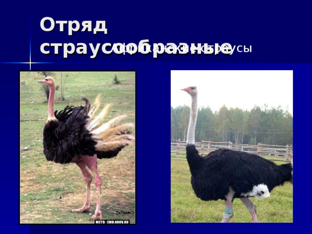 Отряд страусообразные  Африканские  страусы 