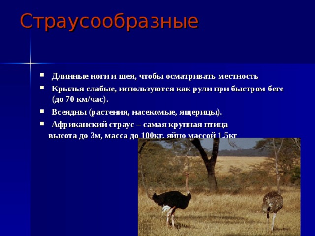 Страусообразные Длинные ноги и шея, чтобы осматривать местность Крылья слабые, используются как рули при быстром беге (до 70 км/час). Всеядны (растения, насекомые, ящерицы). Африканский страус – самая крупная птица  высота до 3м, масса до 100кг, яйцо массой 1,5кг 