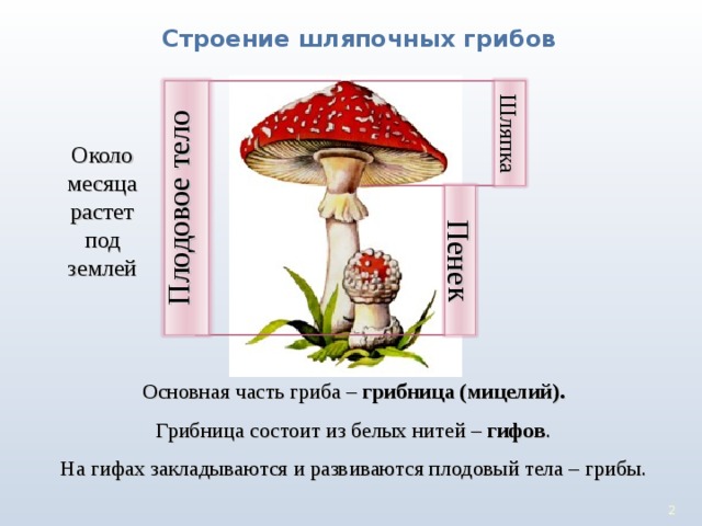 Плодовое тело Шляпка Пенек Строение шляпочных грибов Около месяца растет под землей Основная часть гриба – грибница (мицелий). Грибница состоит из белых нитей – гифов . На гифах закладываются и развиваются плодовый тела – грибы.  