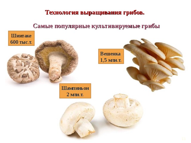 Технология выращивания грибов. Самые популярные культивируемые грибы Шиитаке  600 тыс.т. Вешенка  1,5 млн.т. Шампиньон  2 млн.т. 10 10 