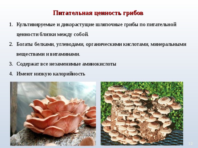 Питательная ценность грибов Культивируемые и дикорастущие шляпочные грибы по питательной ценности близки между собой. Богаты белками, углеводами, органическими кислотами, минеральными веществами и витаминами. Содержат все незаменимые аминокислоты Имеют низкую калорийность 10 10 