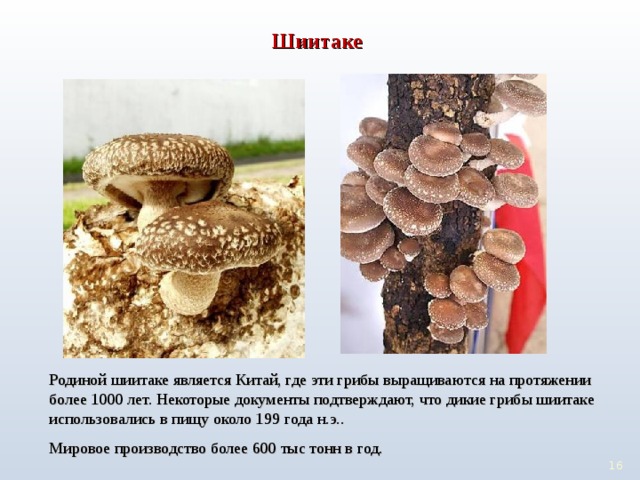 Шиитаке Родиной шиитаке является Китай, где эти грибы выращиваются на протяжении более 1000 лет. Некоторые документы подтверждают, что дикие грибы шиитаке использовались в пищу около 199 года н.э.. Мировое производство более 600 тыс тонн в год. 15 15 