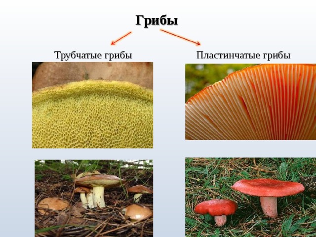 Грибы Трубчатые грибы Пластинчатые грибы 2 