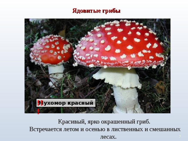 Ядовитые грибы !!! Мухомор красный Красивый, ярко окрашенный гриб. Встречается летом и осенью в лиственных и смешанных лесах. 6 